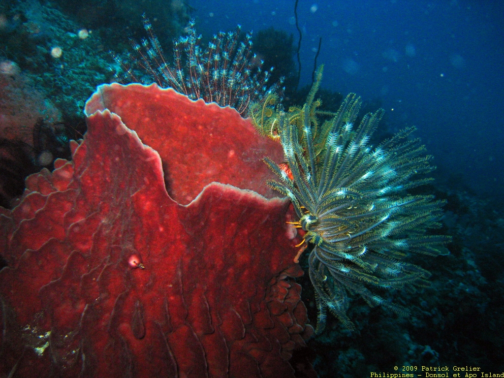 09-Phlppns-003.jpg - comatule sur une �ponge tubulaire.