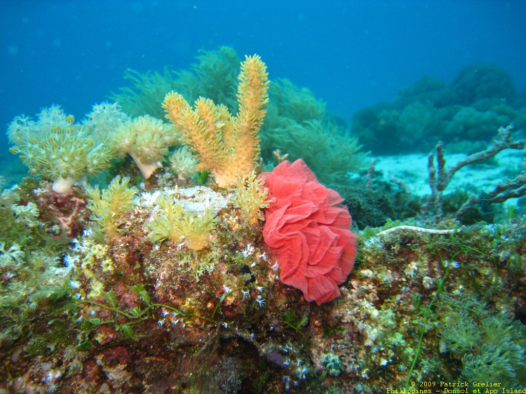 09-Phlppns-004.jpg - ponte de danseuse espagnole (Hexabranchus sanguineus).