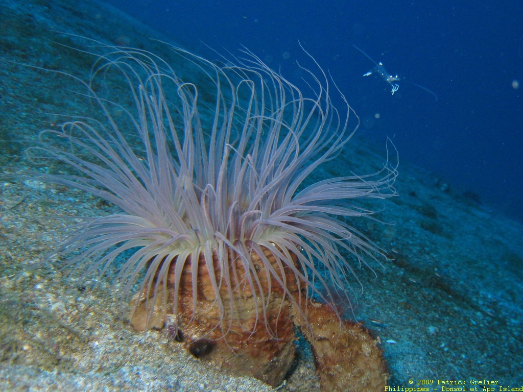 09-Phlppns-008.jpg - anemone et crevette.