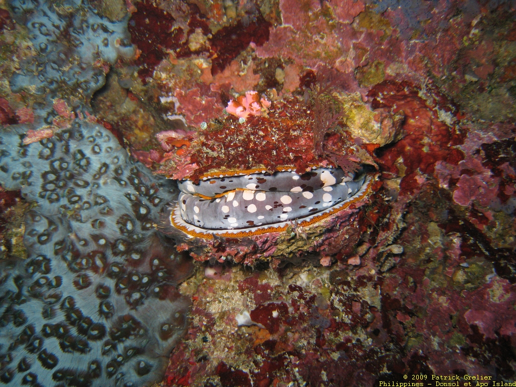 09-Phlppns-009.jpg - mollusque  bivalve