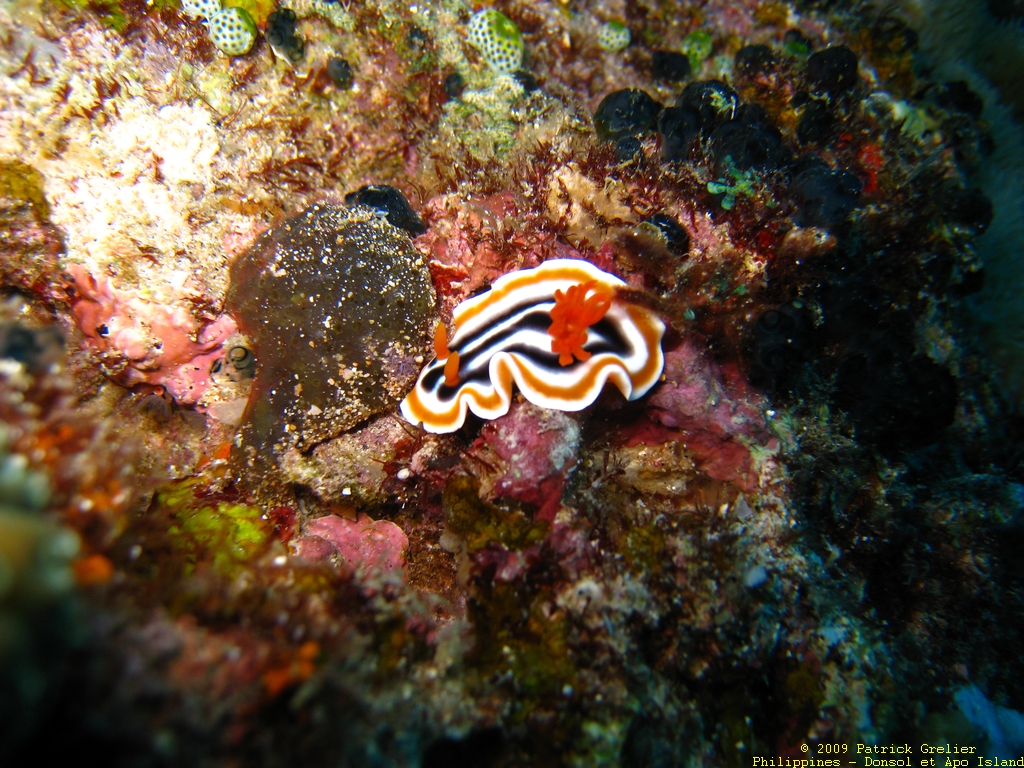 09-Phlppns-010.jpg - nudibranche