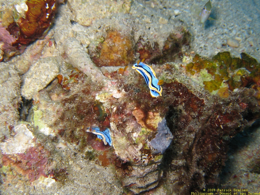 09-Phlppns-011.jpg - nudibranches