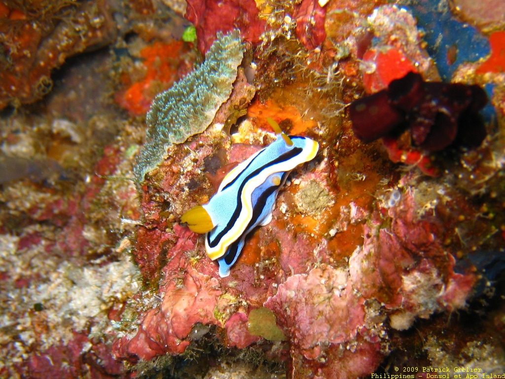 09-Phlppns-012.jpg - nudibranche