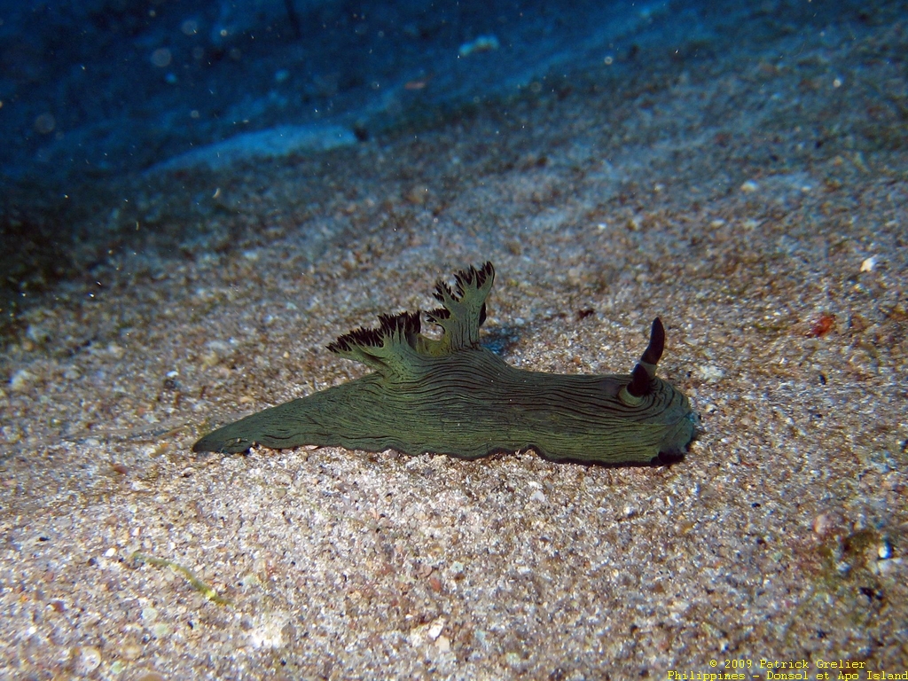 09-Phlppns-016.jpg - nudibranche (mollusque)
