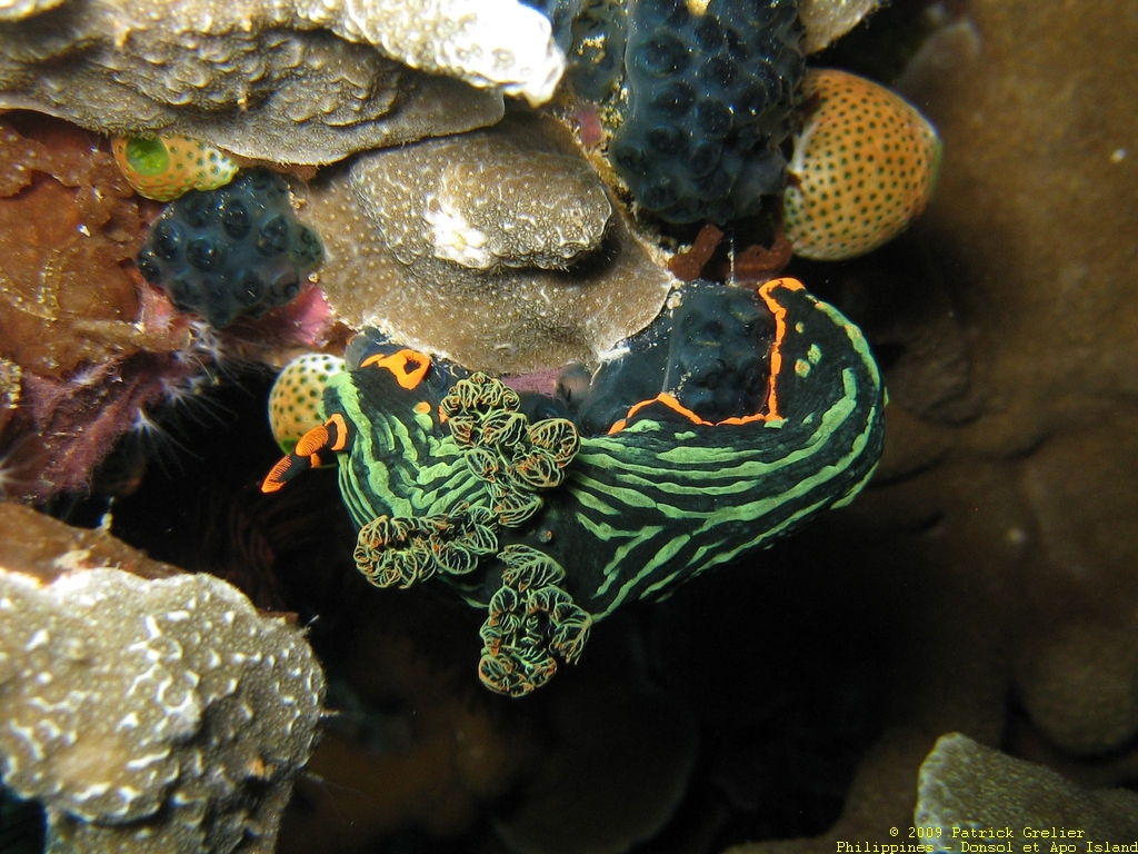 09-Phlppns-017.jpg - nudibranche