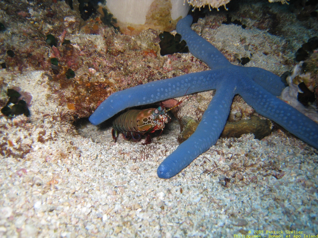 09-Phlppns-019.jpg - squille multicolore � l'aff�t dans son trou.