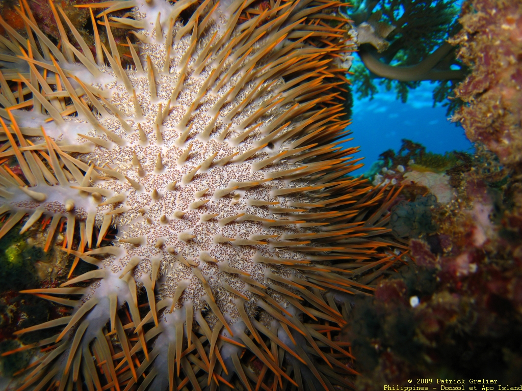 09-Phlppns-027.jpg - acantaster.