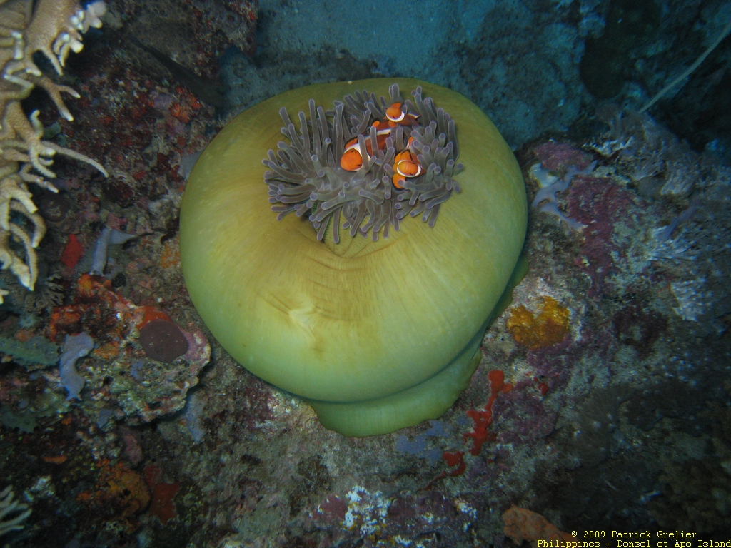 09-Phlppns-028.jpg - poissons clown sur une an�mone Heteractis magnifica