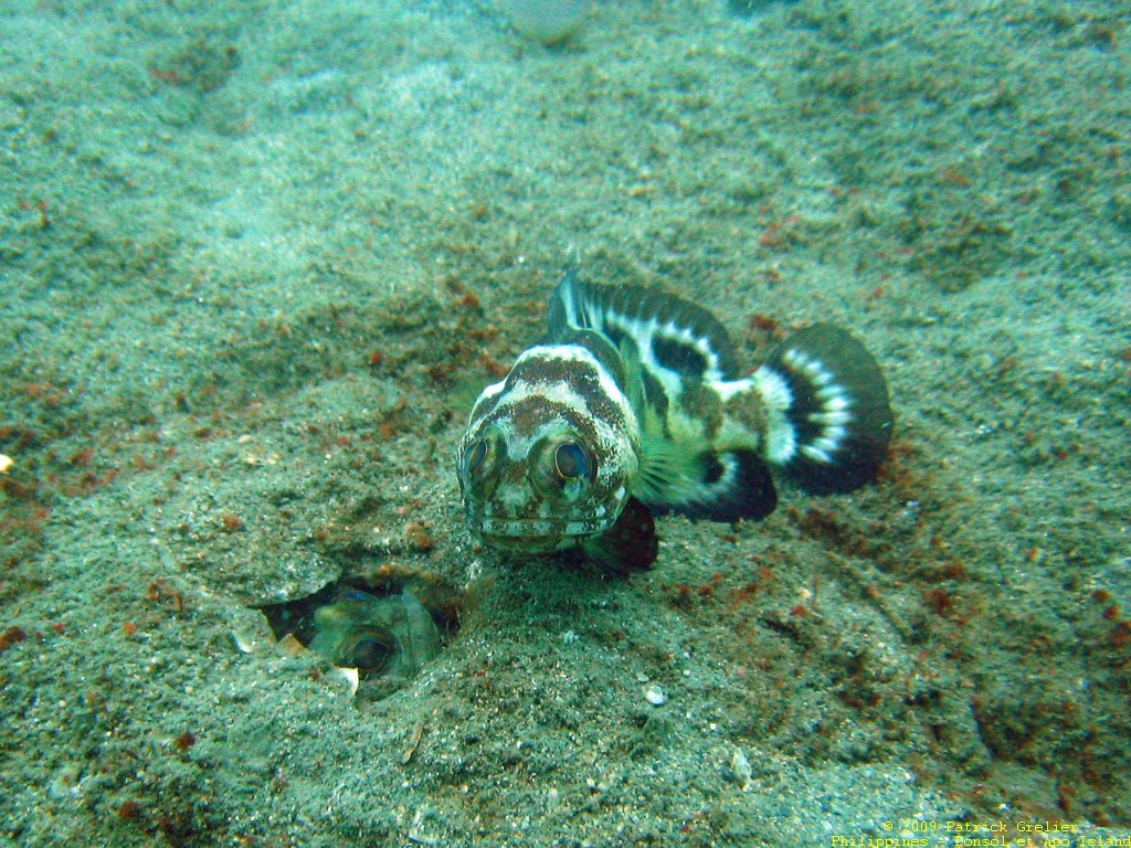 09-Phlppns-030.jpg - two of them.