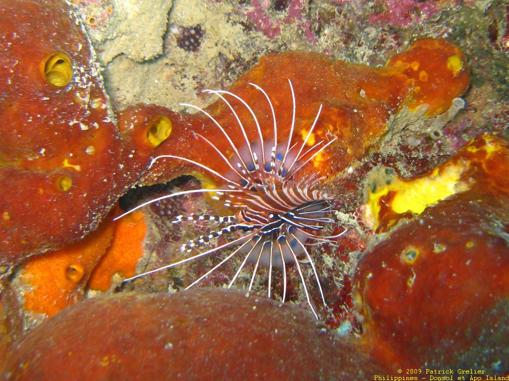 09-Phlppns-033.jpg - poisson lion. pterois antennata.