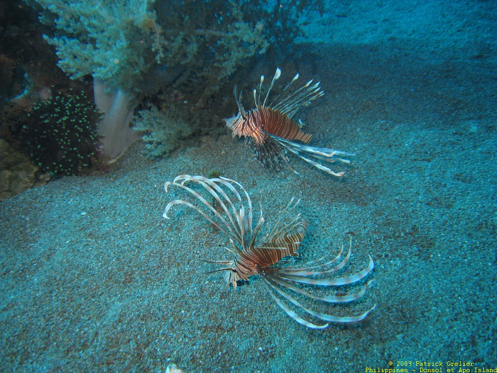 09-Phlppns-035.jpg - poissons lions. pterois radiata.