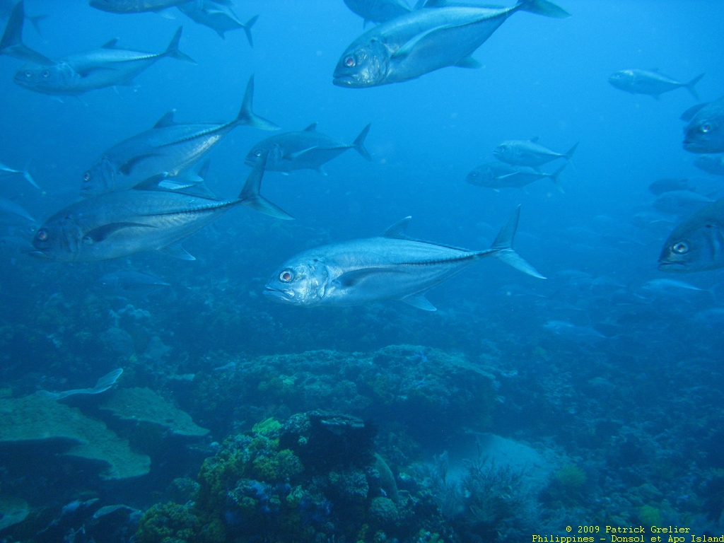 09-Phlppns-039.jpg - carangue gros yeux (caranx sexfaciatus)