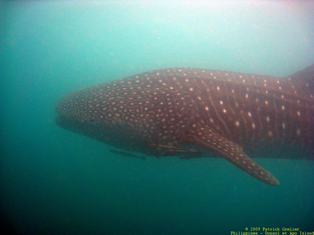 09-Phlppns-040.jpg - requin baleine, baie de Tinanogan, Donsol