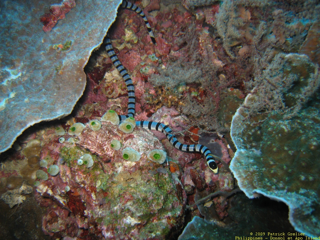 09-Phlppns-042.jpg - serpent marin