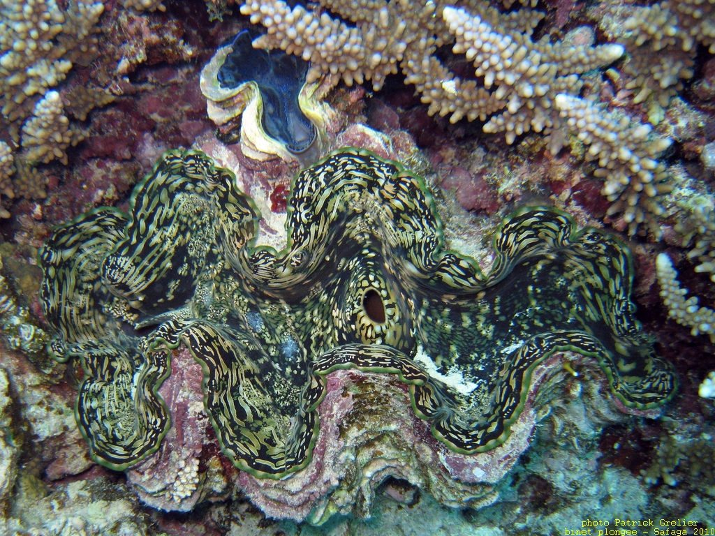 10-Safaga-001.jpg - bénitier géant (Tridacna gigas)