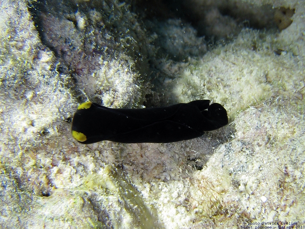 10-Safaga-002.jpg - une petite partie de plaisir avant de réussir à identifier Chelidonura flavolobata, un céphalaspidé (ou bullomorphe) découvert en 1983, cousin des nudibranches ; sous-classe des opisthobranches, famille des gastéropodes, embranchement des mollusques.