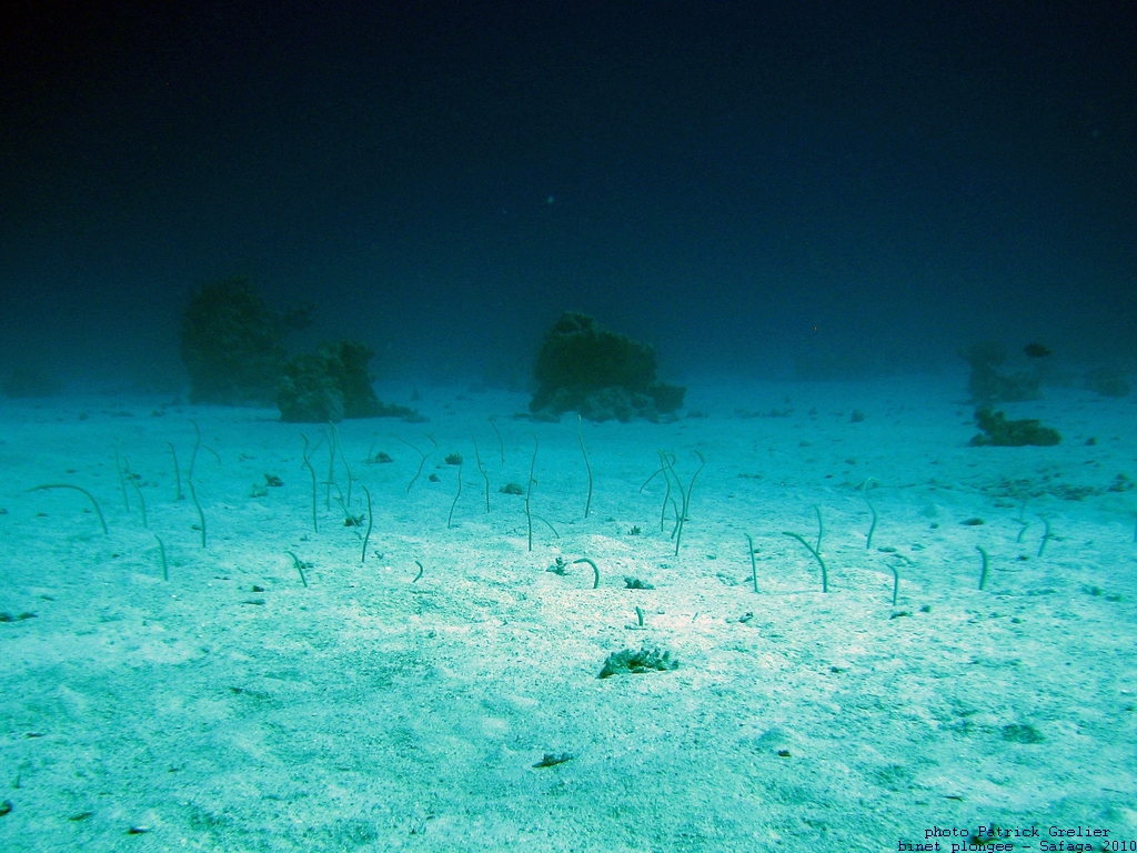 10-Safaga-003.jpg - anguilles jardinières (hétérocongres, Heteroconger hassi)