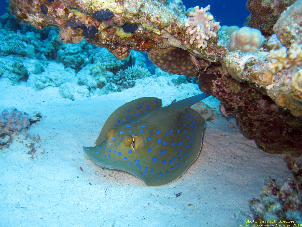 10-Safaga-004.jpg - l'inévitable et toujours aussi belle raie pastenague à points bleus (Taeniura lymma). les raies sont des poisson cartilagineux (élasmobranches), comme les requins.