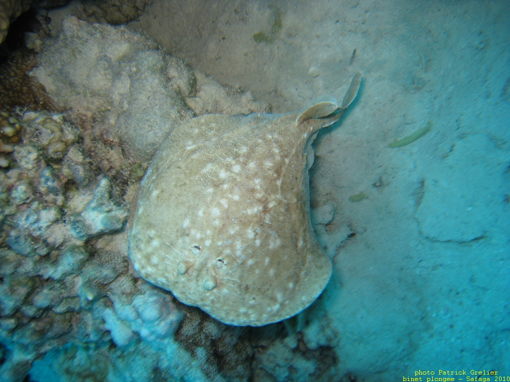 10-Safaga-005.jpg - raie torpille (Torpedo), peut-être Torpedo panthera ou Torpedo sinuspersici.