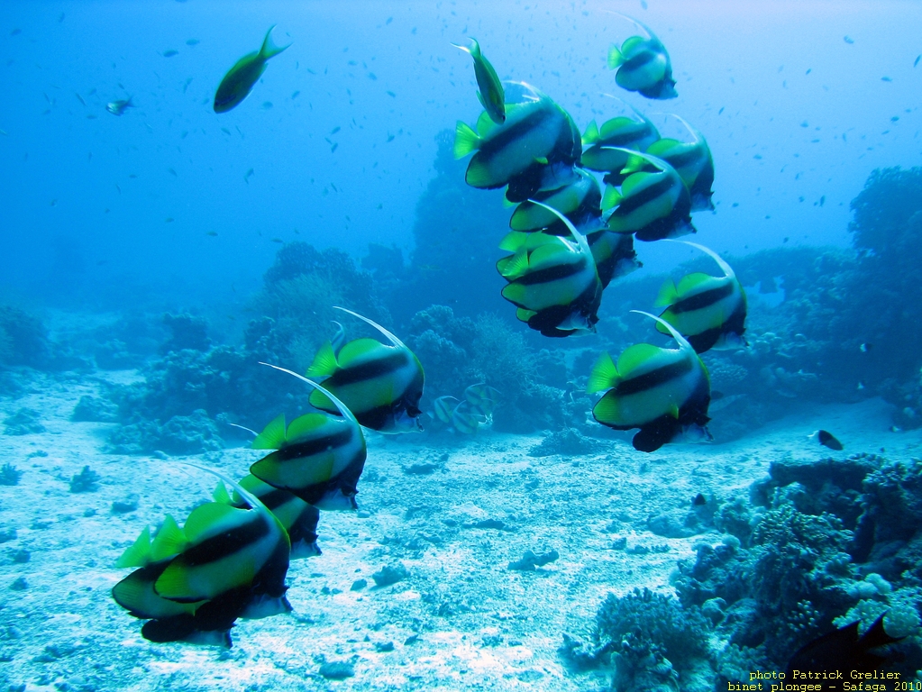 10-Safaga-006.jpg - un joli groupe de poissons cochers (Heniochus)