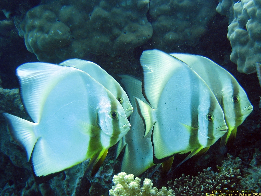 10-Safaga-007.jpg - platax orbicularis, ou poule d'eau.