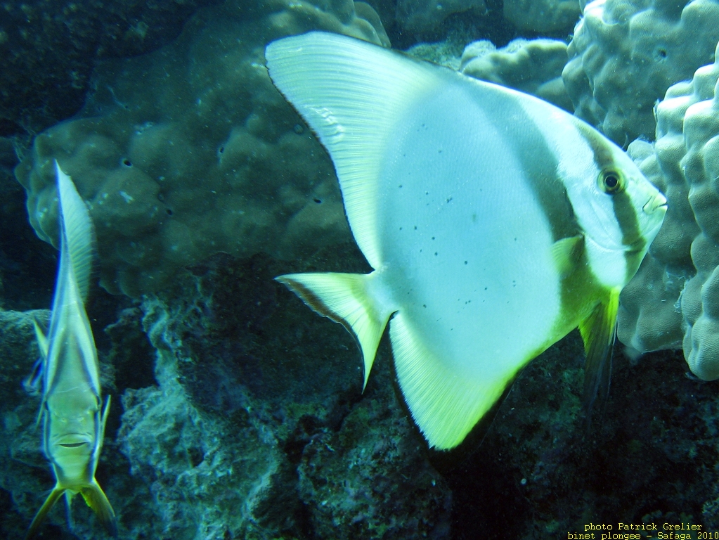 10-Safaga-008.jpg - platax orbicularis, de face et de profil, on me voit, on me voit pas, on me voit, on me voit pas, on me voit pas, on me voit...