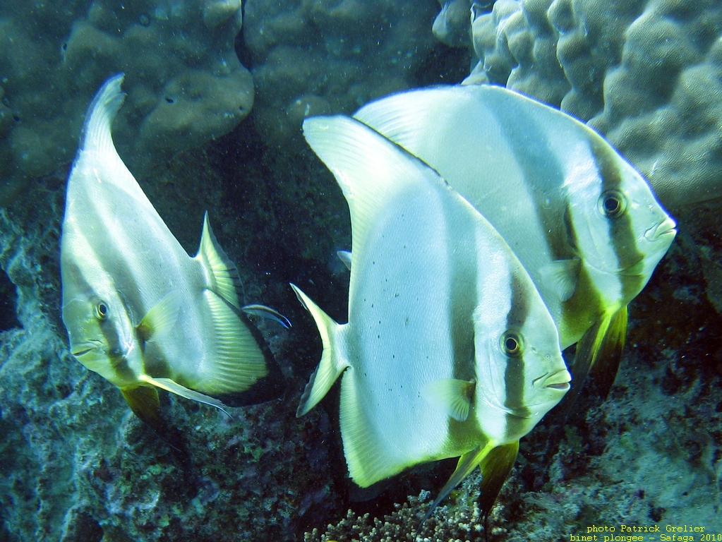 10-Safaga-009.jpg - platax orbicularis