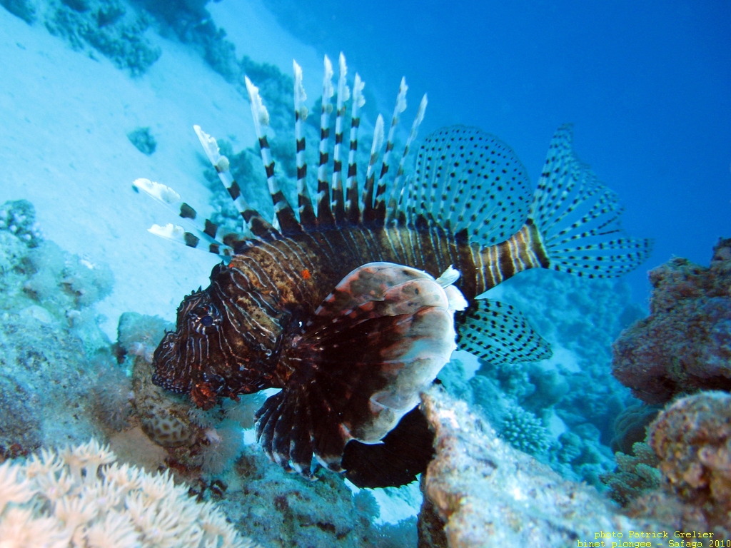 10-Safaga-010.jpg - Rascasse volante (Pterois miles, très proche de Pterois Volitans)